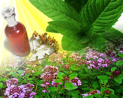 Medicinal Carpathian Herbs